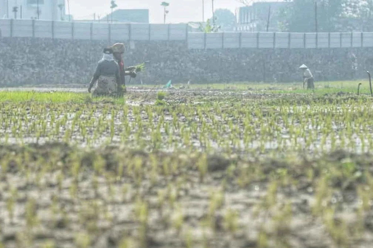 Antisipasi Kemarau Panjang, Bandung Dapat Rp 334 Miliar untuk Irigasi