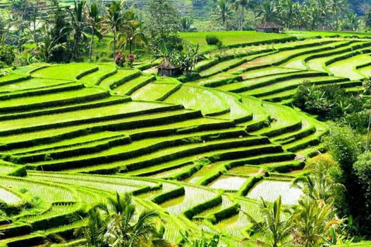 Menjaga Sawah Tabanan di Tengah Derasnya Geliat Wisata