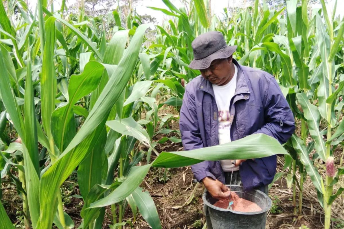 Petani Garut Manfaatkan Lahan Tadah Hujan untuk Budidaya Jagung