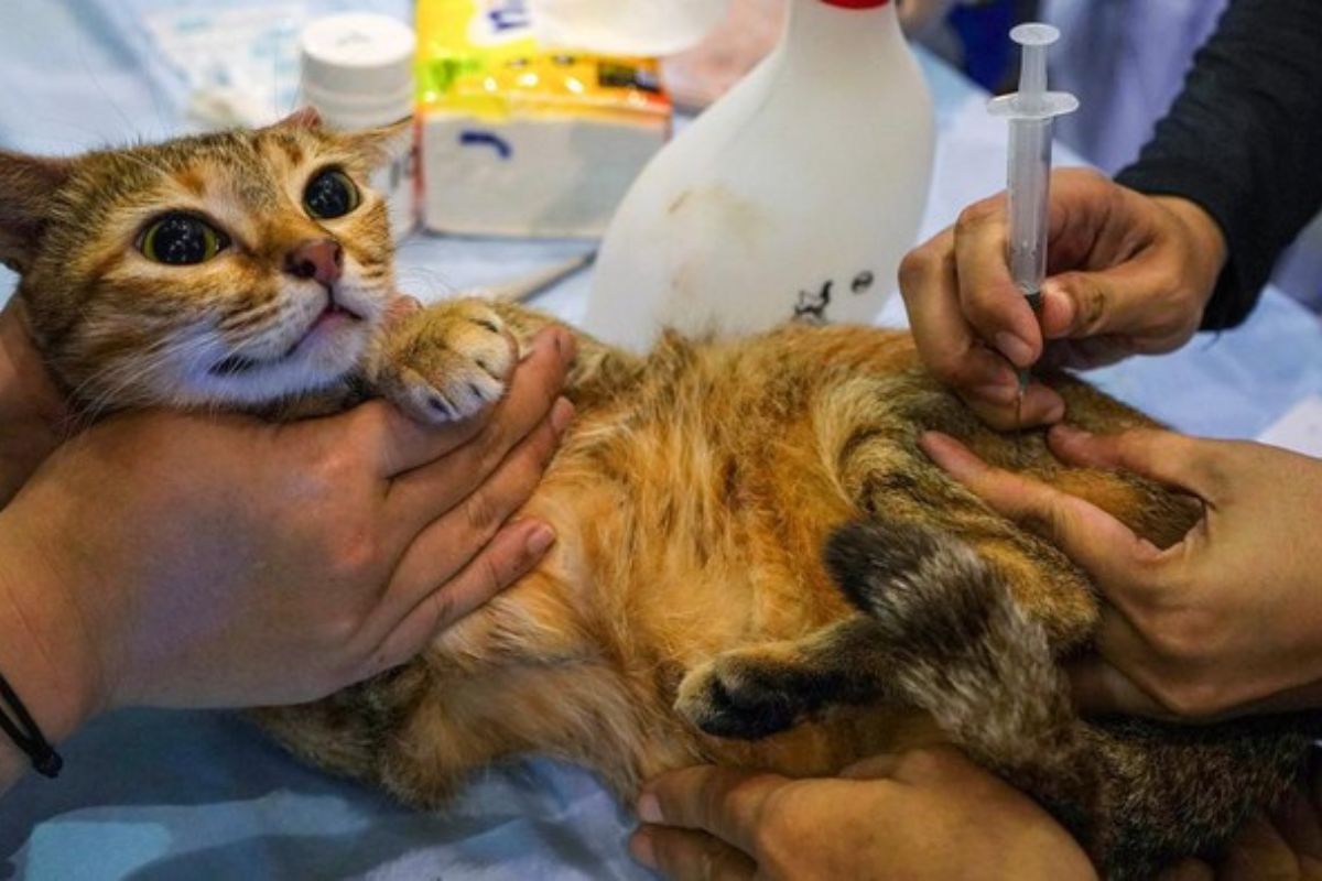 Waspada Rabies pada Kucing: Kenali Gejala Klinis dan Risikonya
