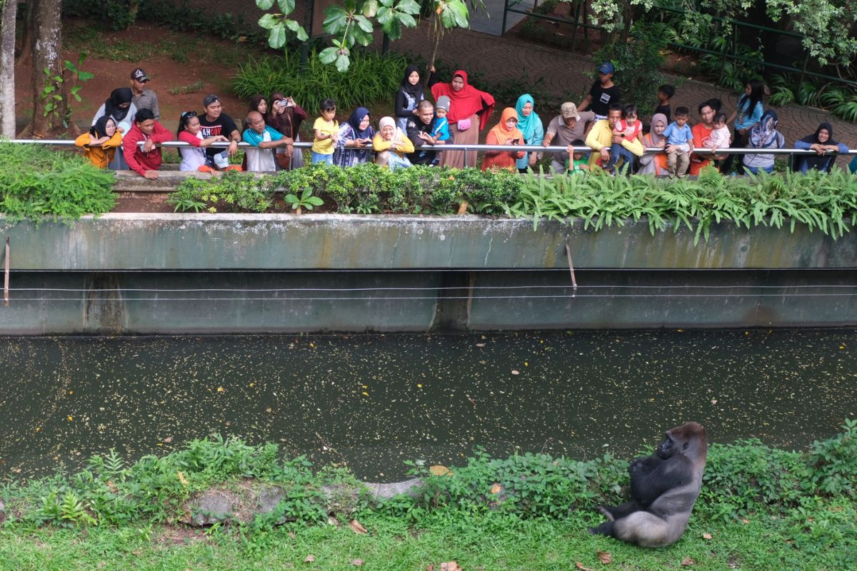 HUT ke-499 Jakarta: Masuk Ragunan, Ancol, dan Monas Gratis Hari Ini