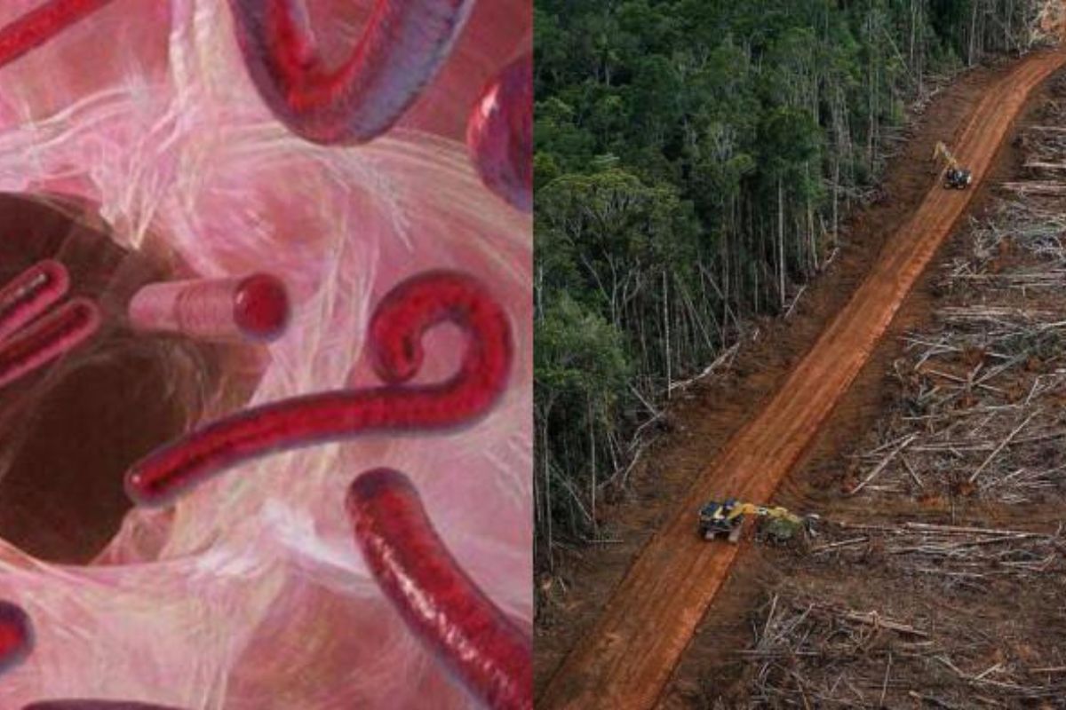 WHO Tetapkan Ebola Darurat Internasional, Akankah Masuk RI?