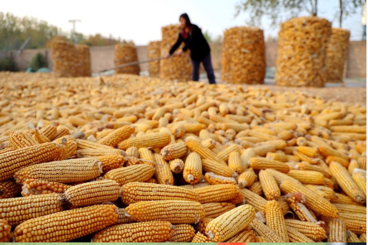 Ilmuwan China Sukses Rekayasa Jagung Berprotein Tinggi Pakan Ternak