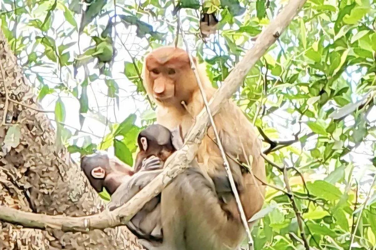 Langka! Kelahiran Bayi Bekantan Kembar di Kalsel Sorotan Dunia