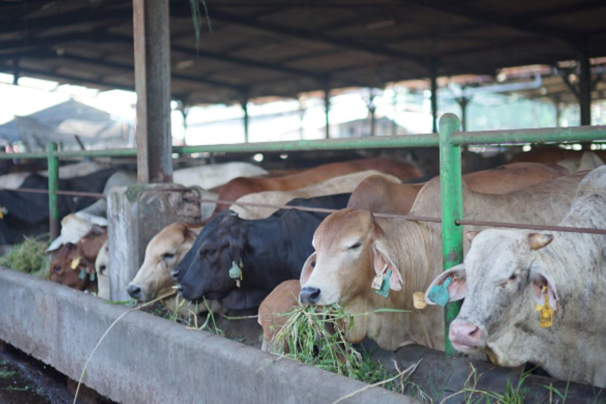 Dharma Jaya Jamin Daging Kurban Jakarta Aman dan Halal