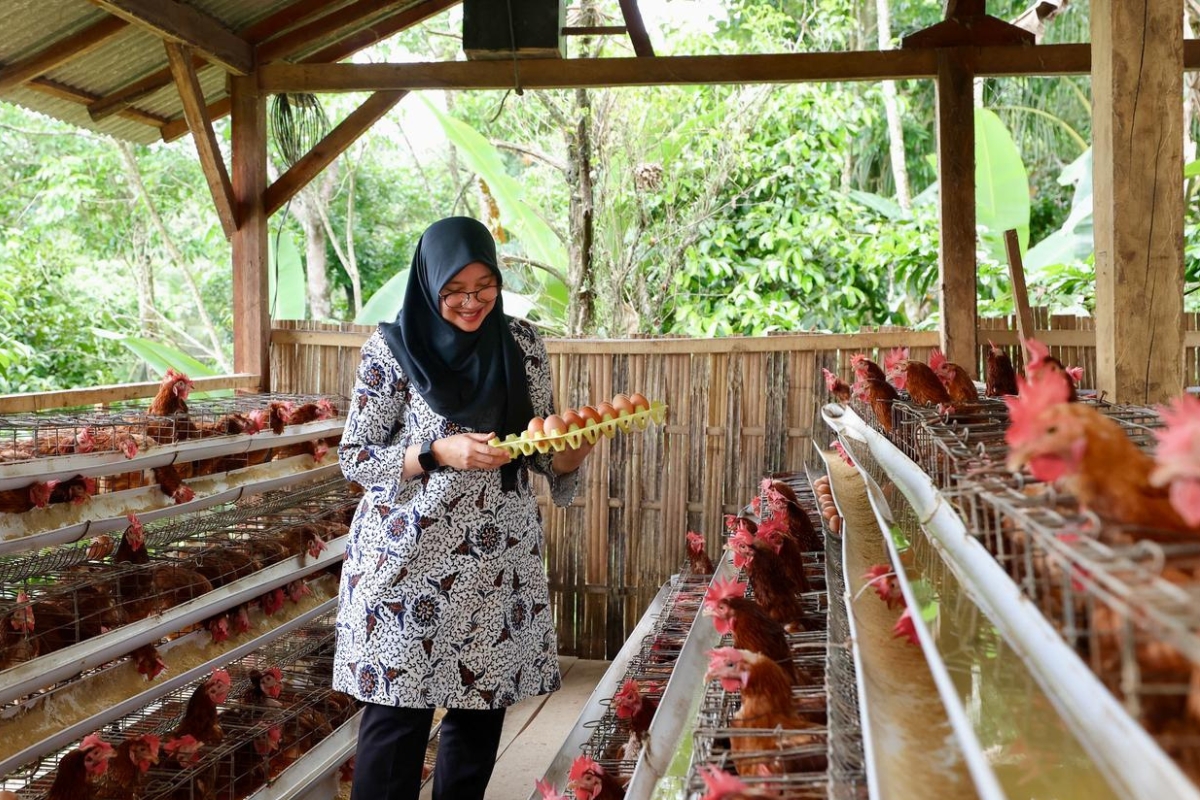 Penyebab Harga Telur Anjlok Drastis Akibat Pasokan Melimpah