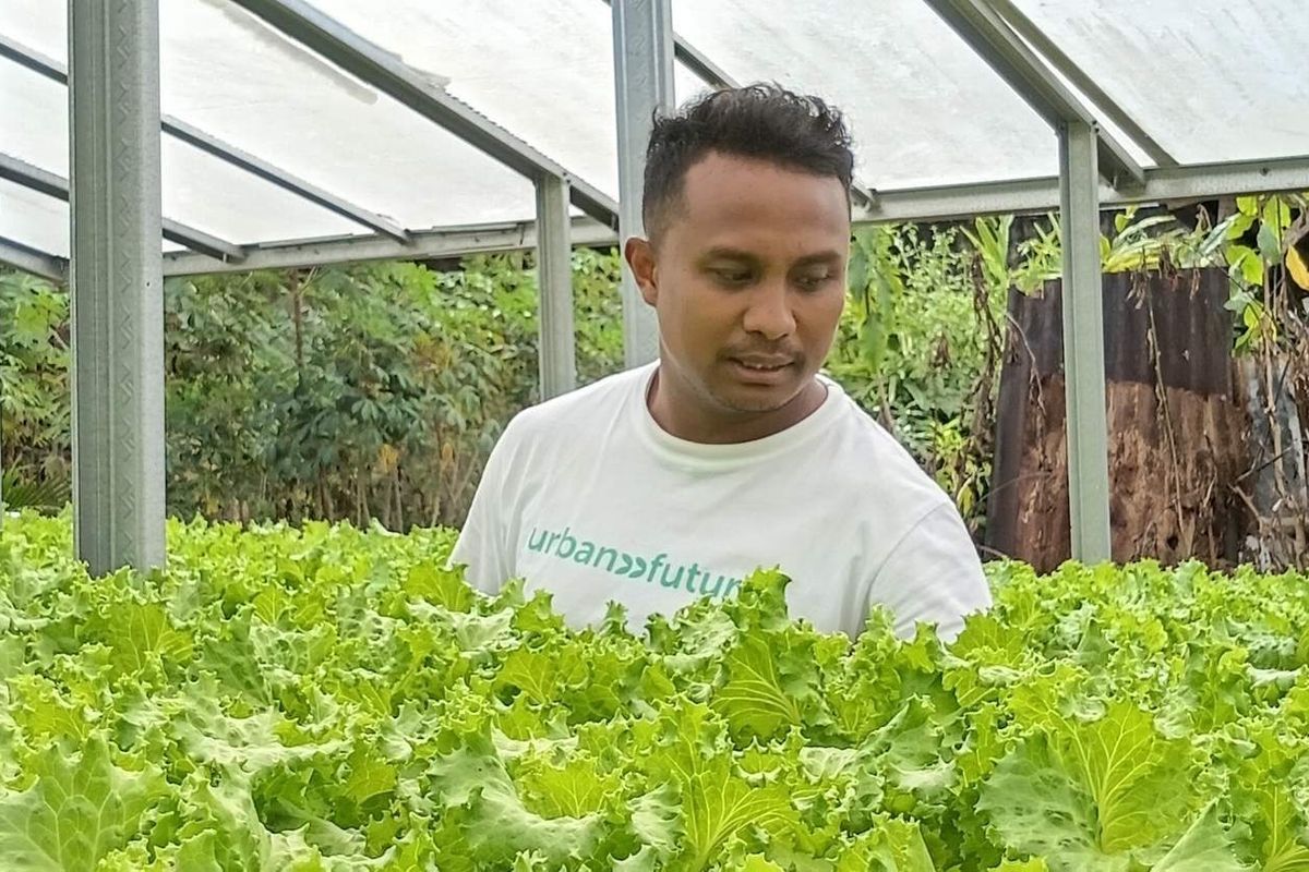 Sukses Bisnis Hidroponik di Bajo, Mantan ASN Raup Cuan