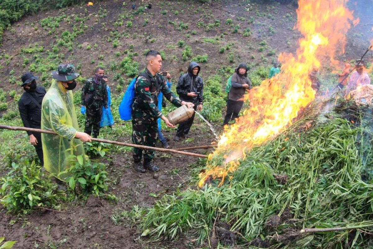 Respons Laporan Warga, TNI Musnahkan 2,5 Hektare Ladang Ganja di Aceh