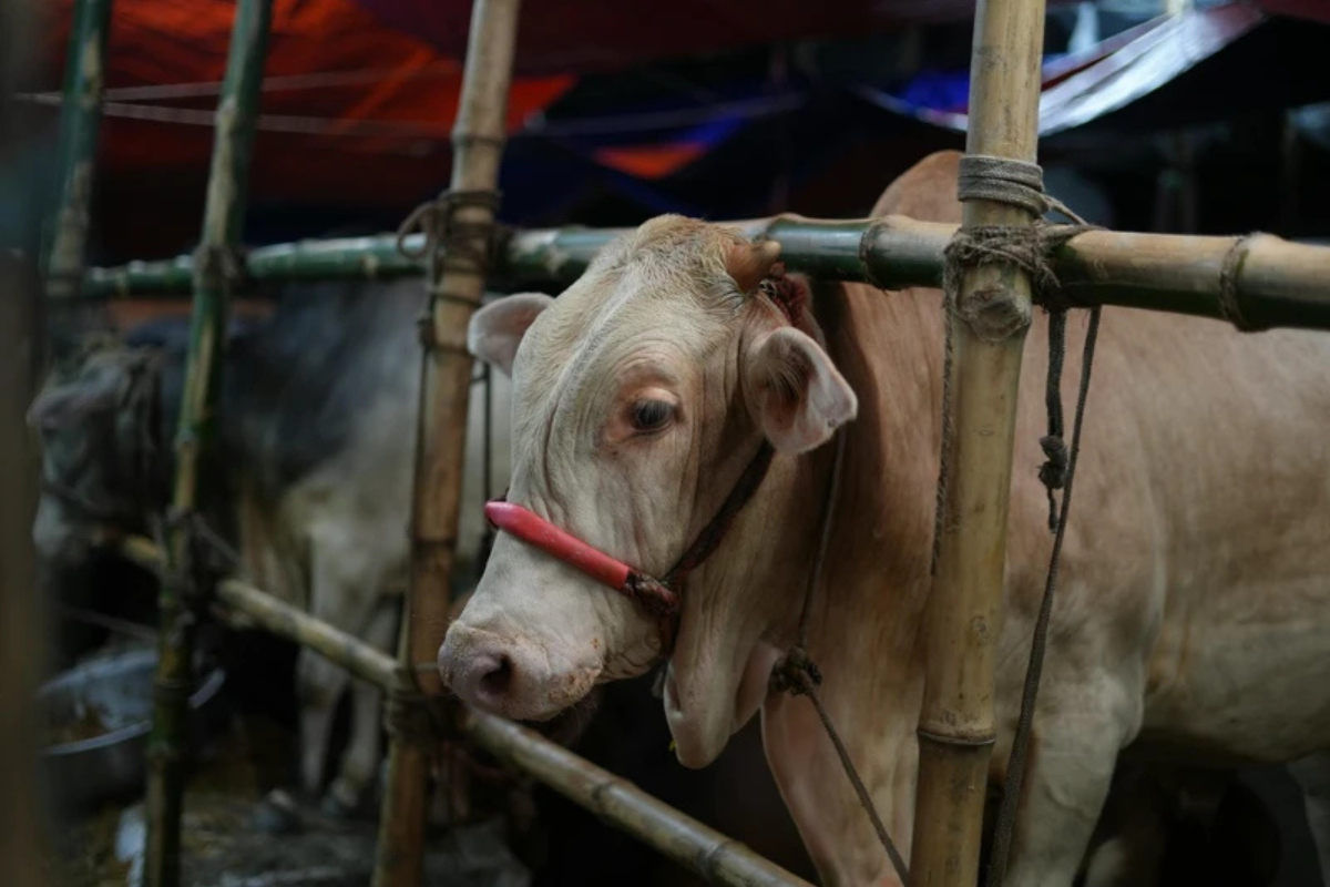 Kisah Unik Hewan Kurban di Idul Adha 2026: Sapi Terbang Bikin Geger