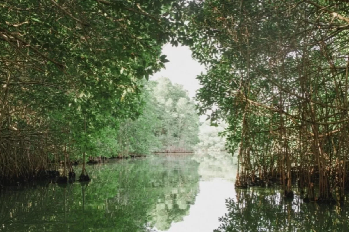 Kenaikan Permukaan Laut Ancam Kemampuan Mangrove Simpan Karbon