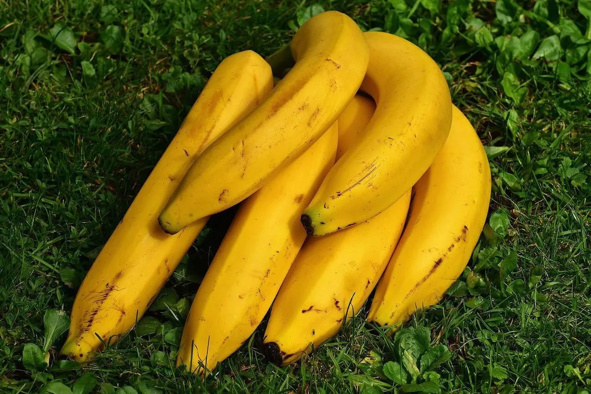 Asal-Usul Pisang Purba yang Dipenuhi Biji Keras dan Besar