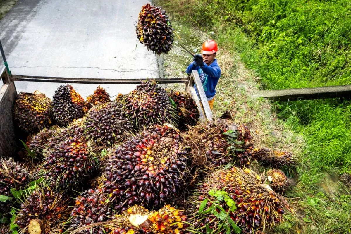 Serap 1,34 Juta Ton TBS, PTPN IV Jaga Ekonomi Petani