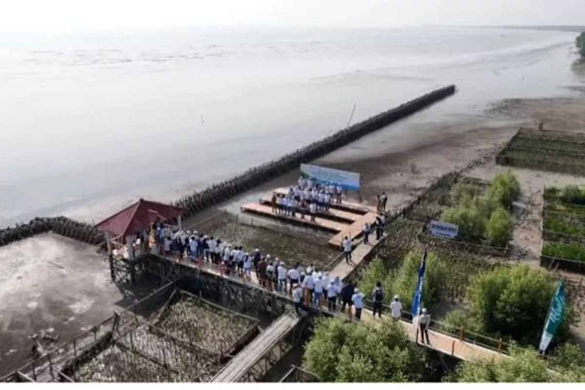 Pupuk Kujang Tanam 5.151 Pohon Mangrove Jaga Pesisir Karawang
