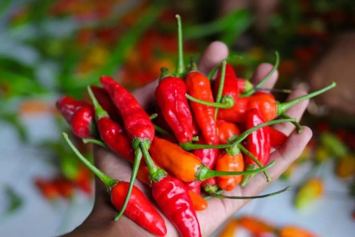 Harga Pangan Terbaru: Cabai Rawit Merah Rp120.000 Serta Telur Ayam