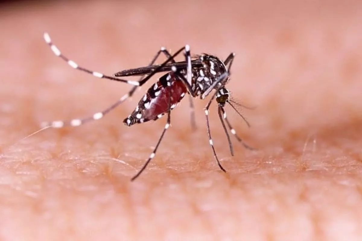 CDC Terbitkan Peringatan Virus Zika Kemenkes Pastikan RI Masih Nihil
