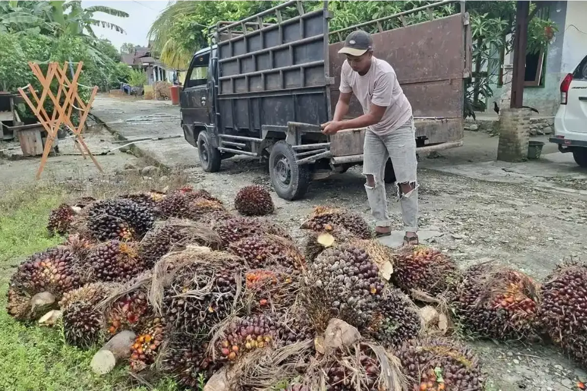 Harga TBS Sawit Petani Aceh Singkil Merangkak Naik  Rp 50 per Kg