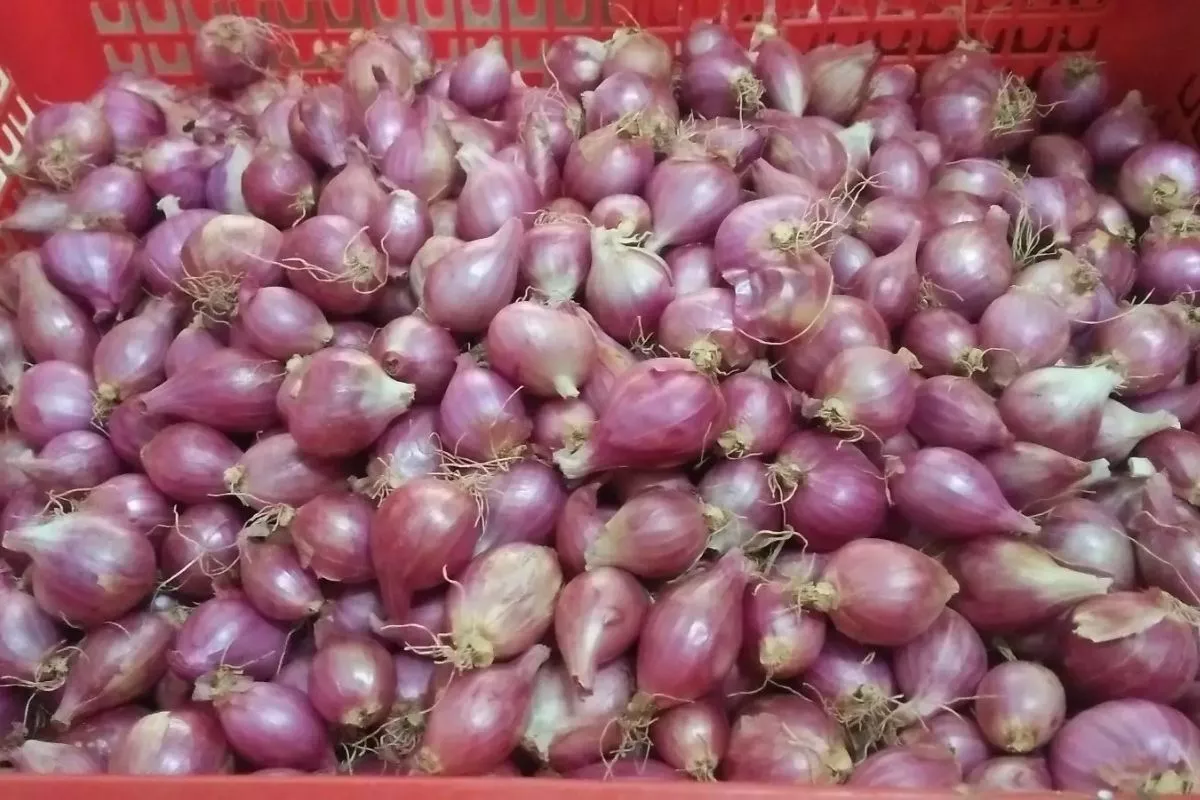 Harga Bawang Merah Turun Signifikan Pekan Ini, Catat Rinciannya