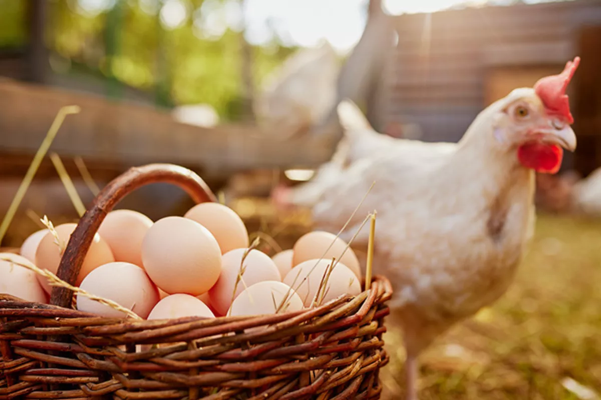 Harga Telur dan Ayam Anjlok, Mentan Amran Terbitkan 3 Kebijakan