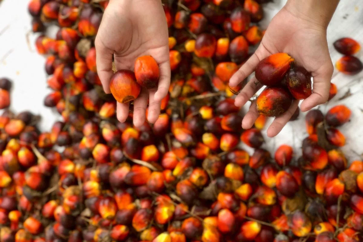 Update Sumut: Harga TBS Sawit Turun dan CPO Dipatok Rp15.139/Kg