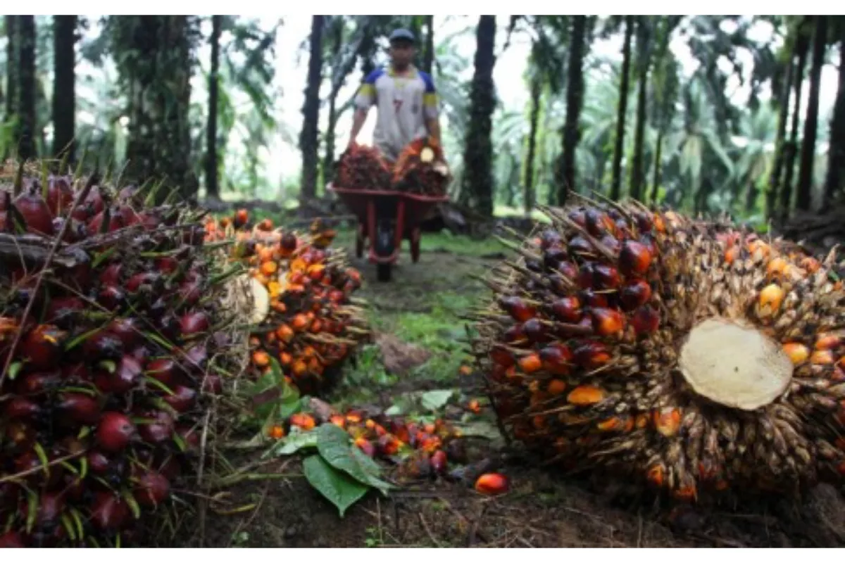 Pemerintah Kutim Pacu Hilirisasi Sawit Demi Memperkuat Ketahanan Energi Nasional