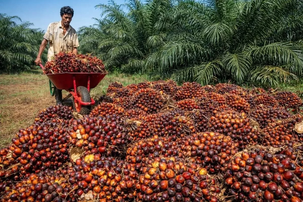 Stagnan, Harga TBS Sawit Tertinggi Dharmasraya Rp3.789 per Kg