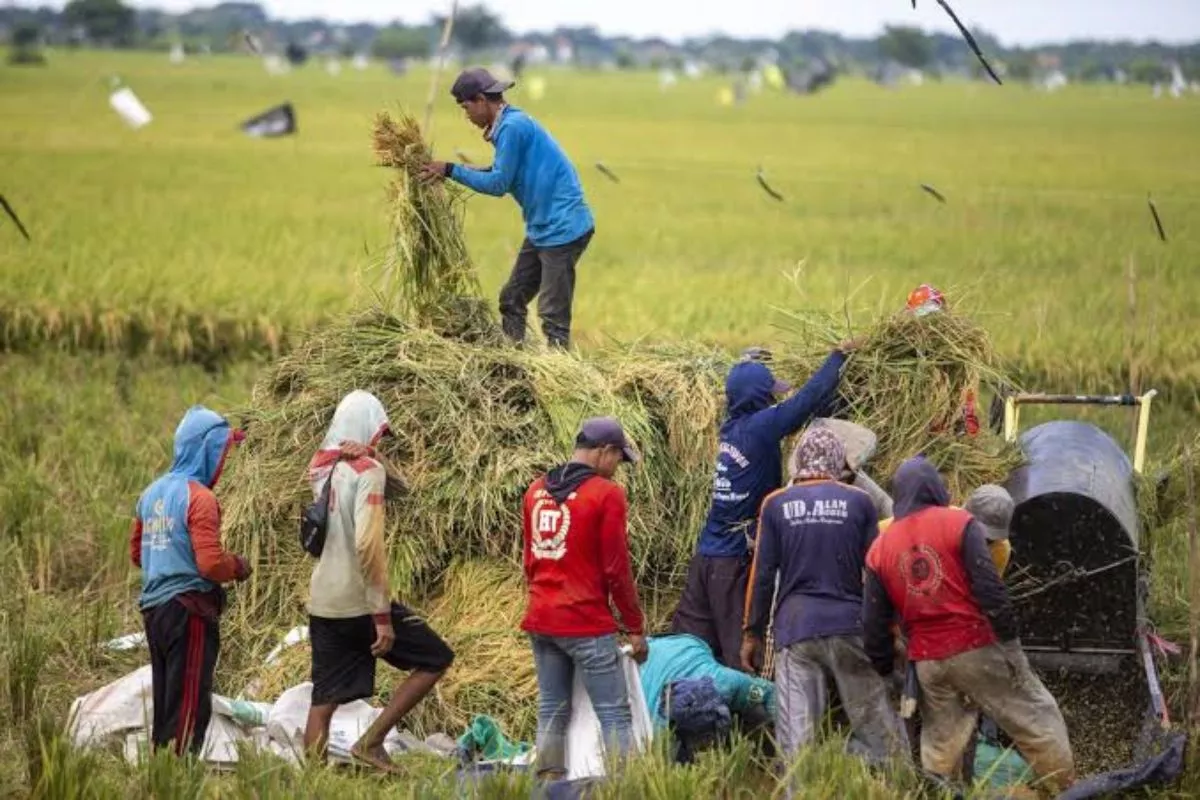 El Nino Tekan Produksi Pangan, RI Berpacu Jaga Swasembada Pangan