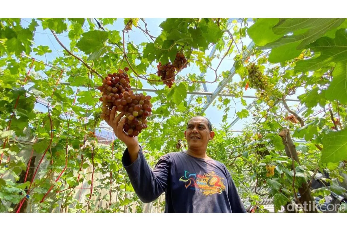 Rahasia Media Tanam Anggur Agar Cepat Berbuah Dan Akar Tidak Busuk