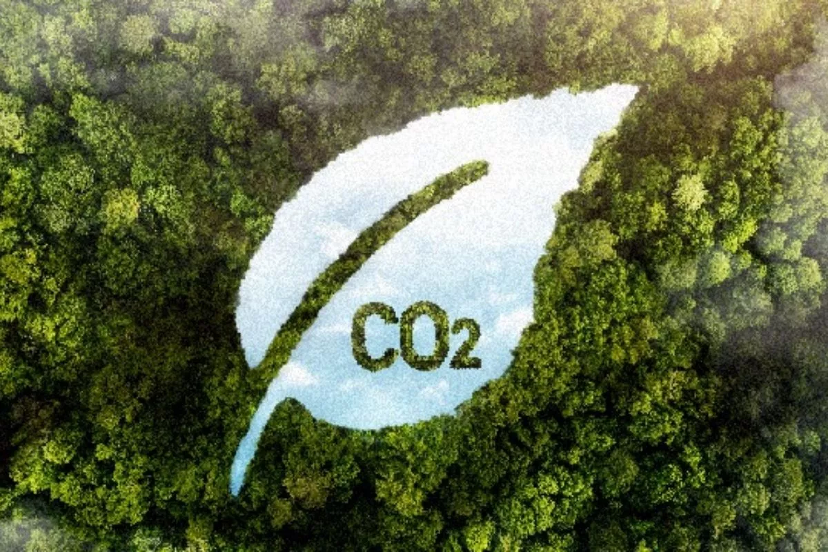 Pasar Karbon OJK-BEI Dinilai Komodifikasi Hutan Adat 