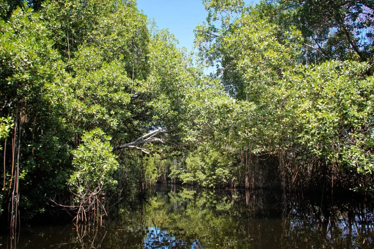 Kenaikan Permukaan Laut Bahayakan Kemampuan Mangrove Simpan Karbon
