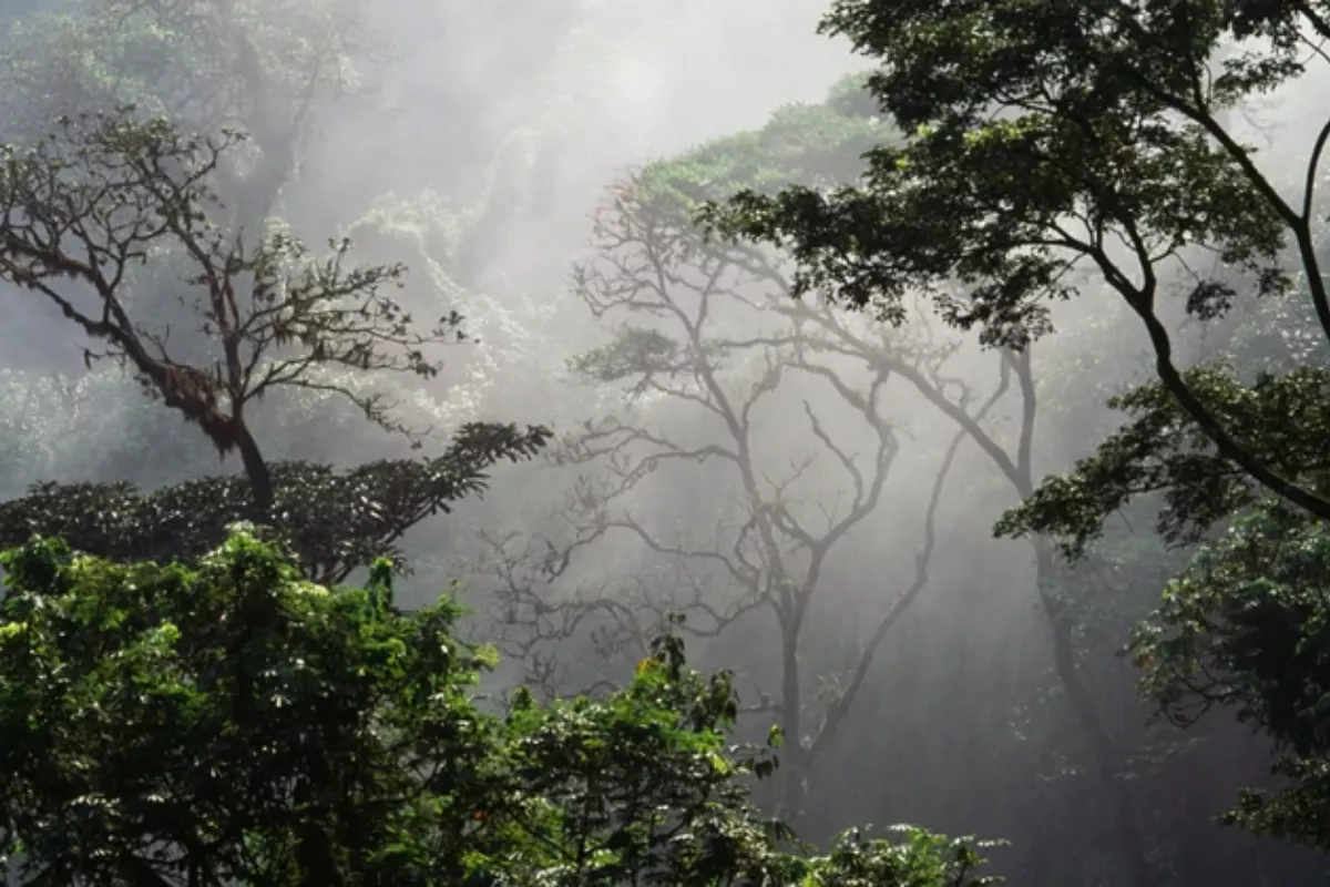 Hutan Tropis Jadi Penyerap Karbon, Namun Hasil Riset Ini Berlainan