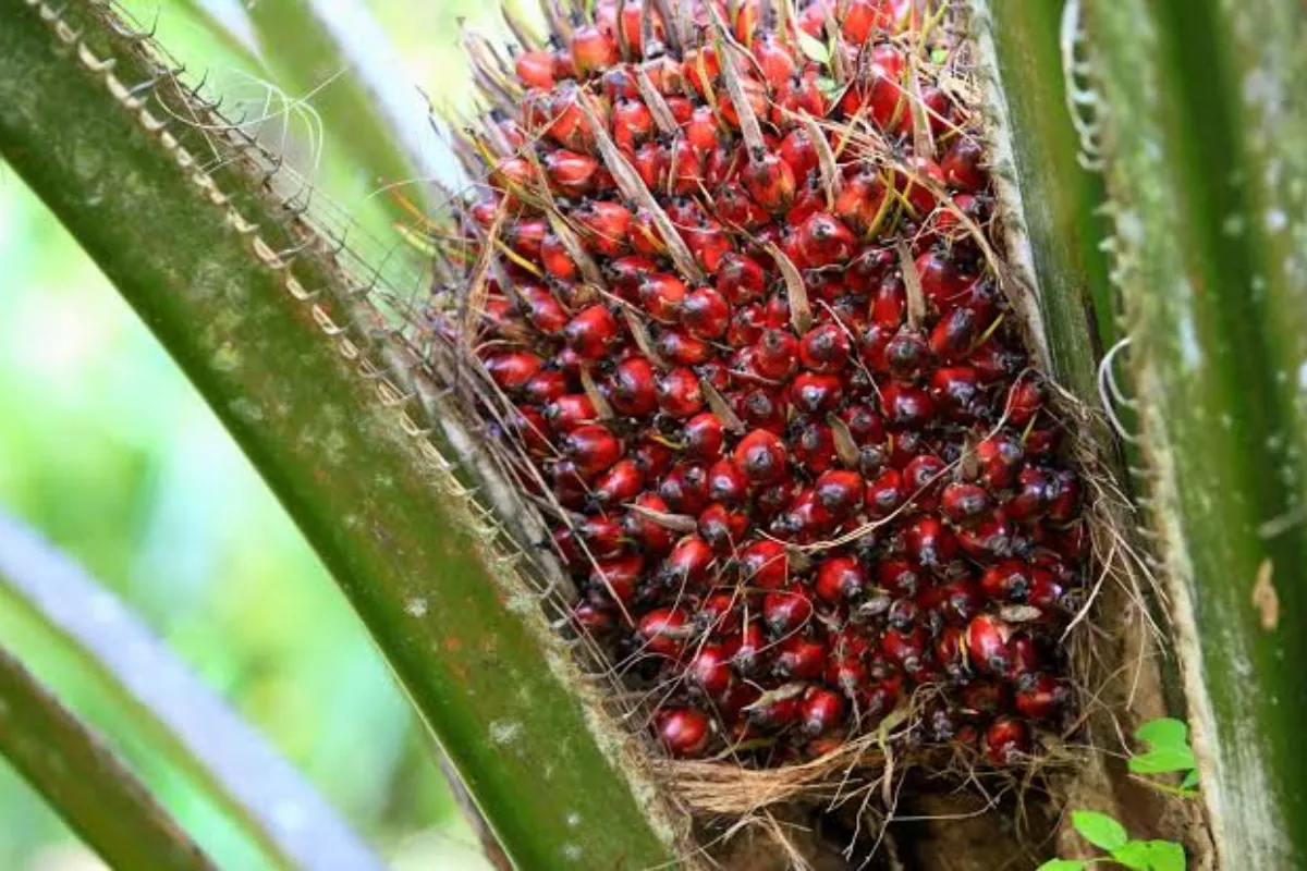 Harga TBS Sawit Jambi Naik Lagi, Umur 10 sampai 20 Tahun Rp3.920 per Kg