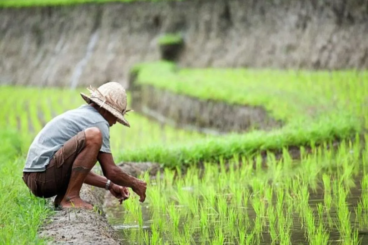 Kementan Perkuat Infrastruktur Air Mencegah Kekeringan Lahan