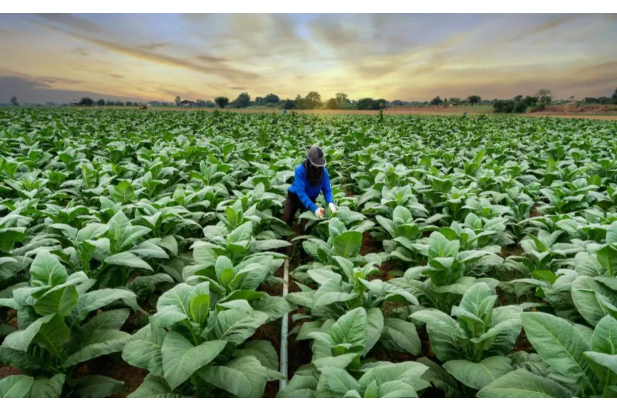 Inflasi Konawe: Harga Makanan dan Tembakau Naik 2,49 Persen Hari Ini
