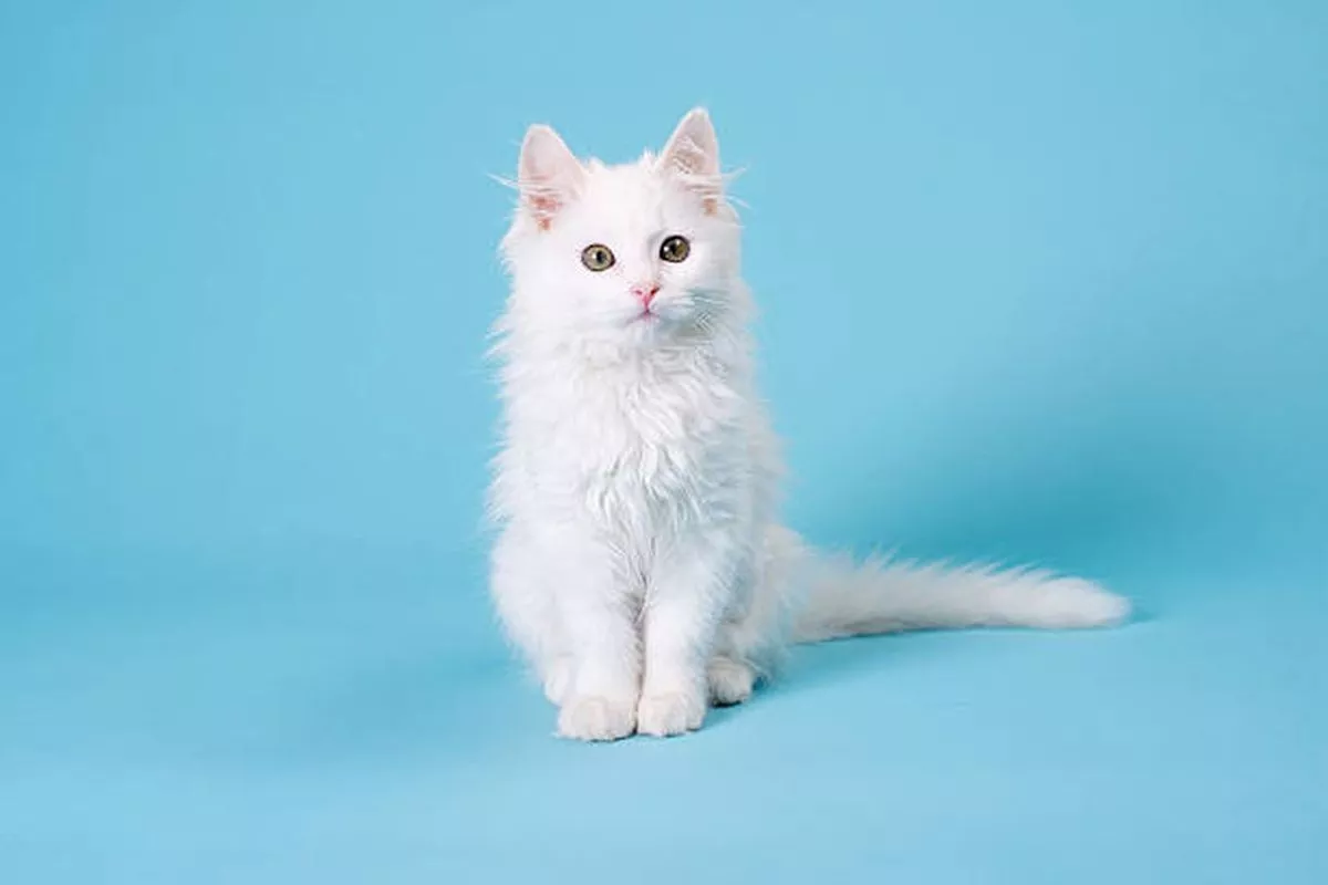 Kucing Putih Sering Dianggap Bloon Ternyata Ini Alasan Penyebab Utama