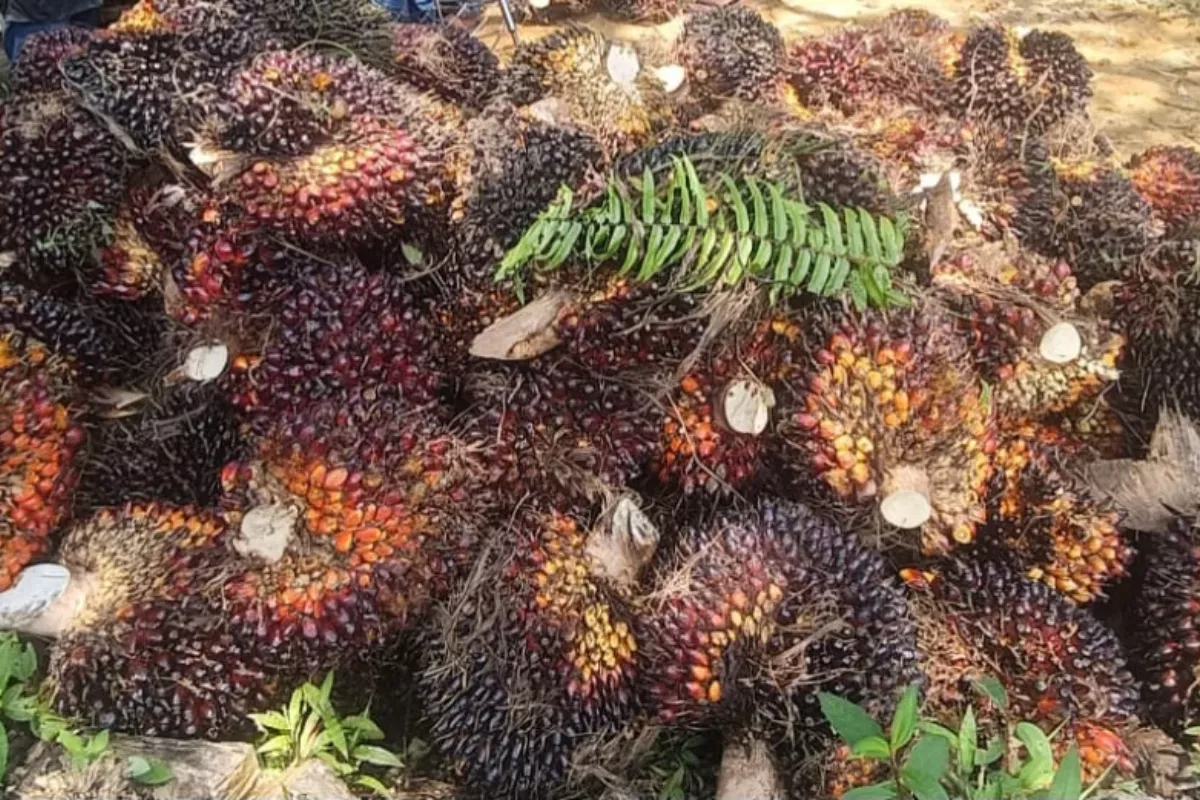 Resmi Ditetapkan, Cek Harga Sawit per Kg di Aceh hingga 16 Juni 2026