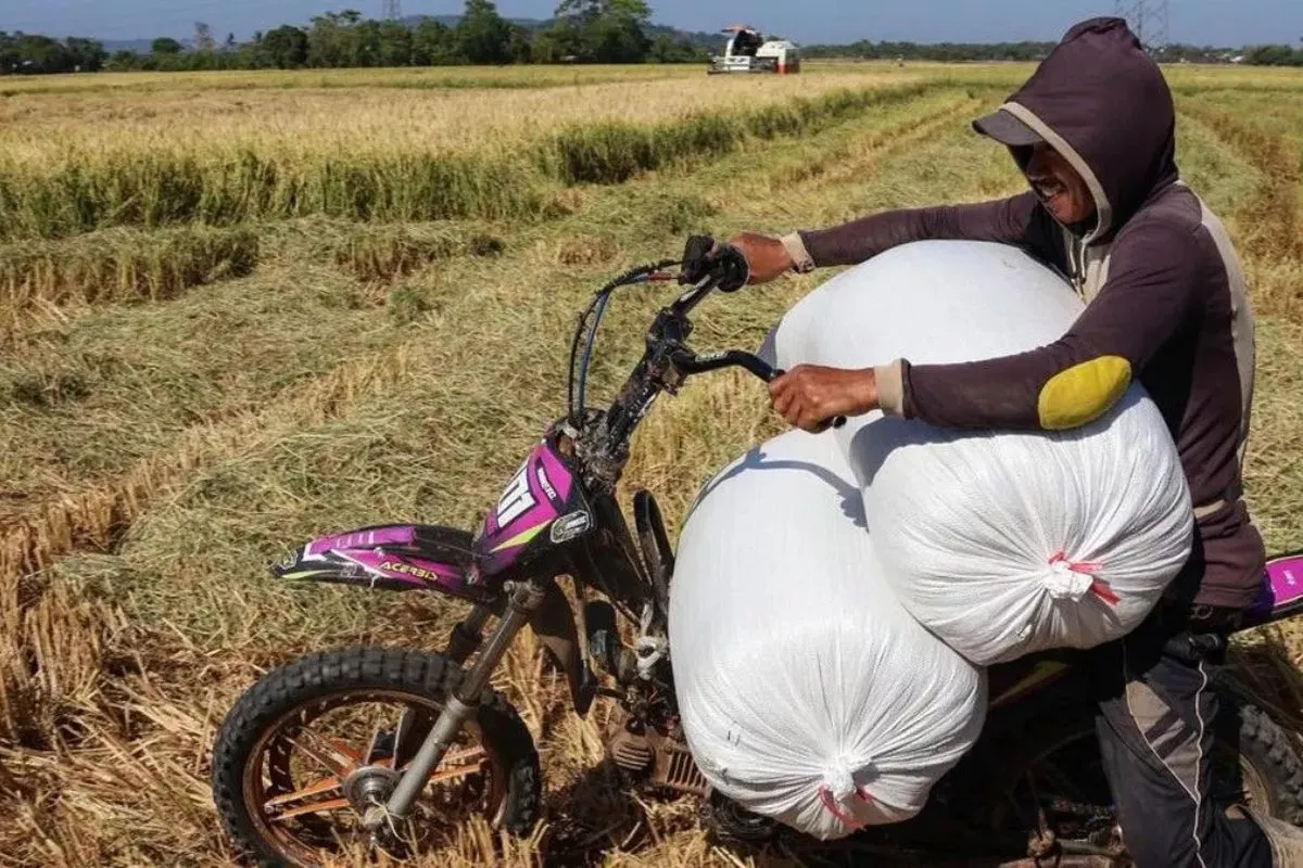 BPS: Produksi Beras hingga September 2026 Naik Tipis 0,01% 
