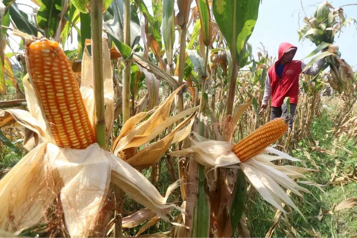 Potensi Luas Panen Jagung Juni–Agustus Turun, Produksi Melandai