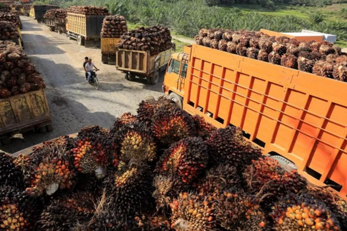 Harga TBS Sawit Sumut Turun Jadi Rp 4.066 per Kg