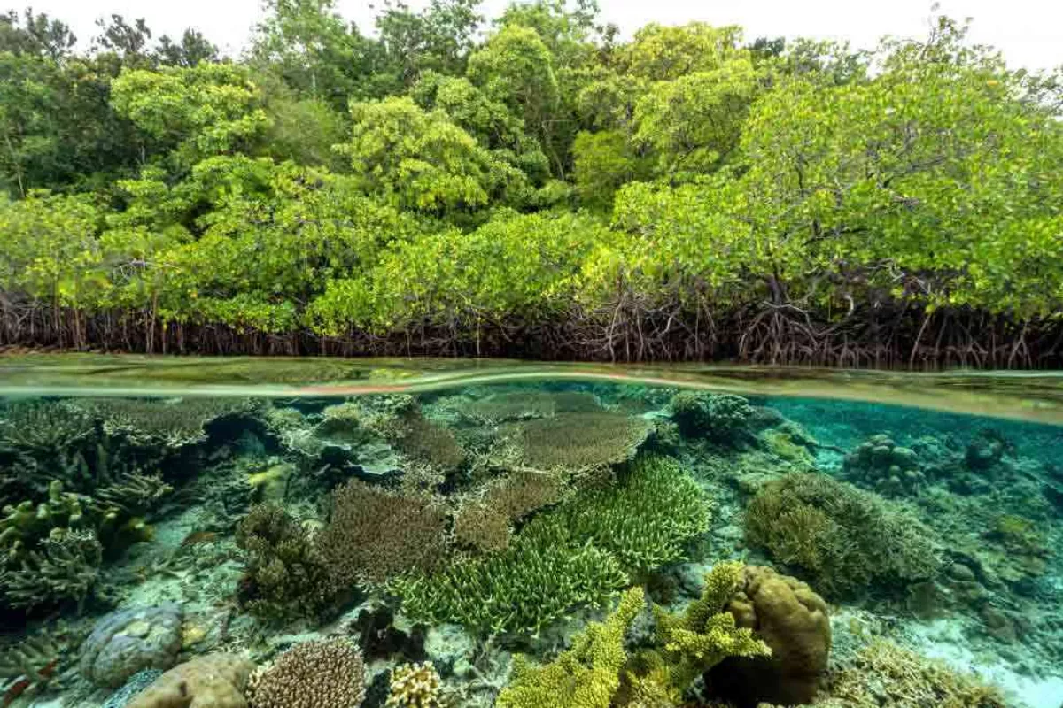 Mangrove dan Karbon Biru: Solusi Alami Atasi Perubahan Iklim 