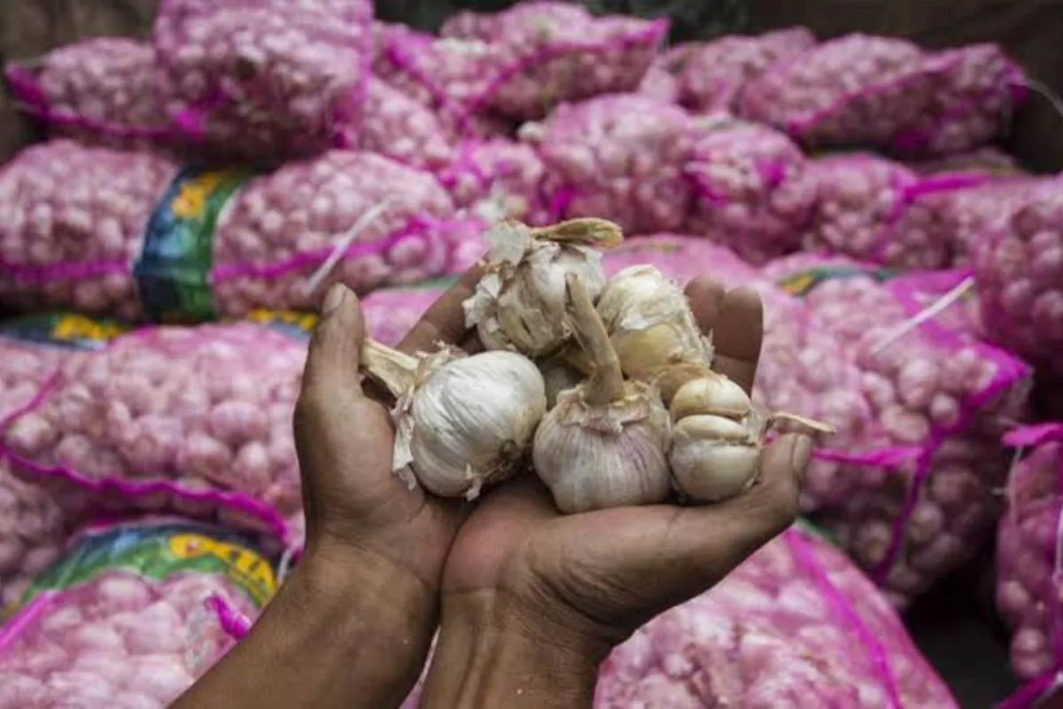 Harga Bawang Putih Masih Tinggi, Importir Terganjal Kurs dan Tata Niaga