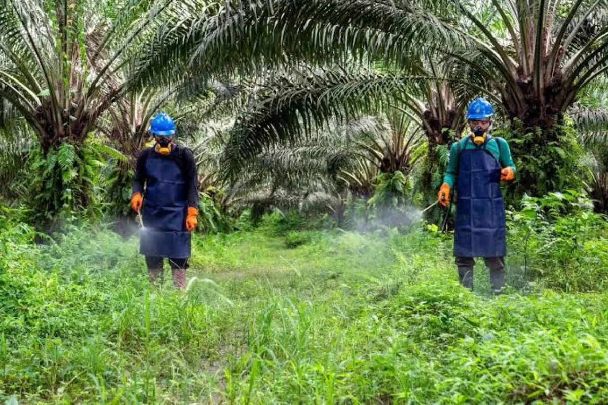 Gapki: Industri Sawit Memiliki Fondasi Kuat di Aspek K3