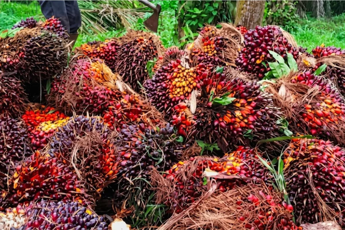 Harga TBS Sawit Jambi 3–9 Juli 2026 Naik, Usia 10–20 Tahun Rp3.708/Kg