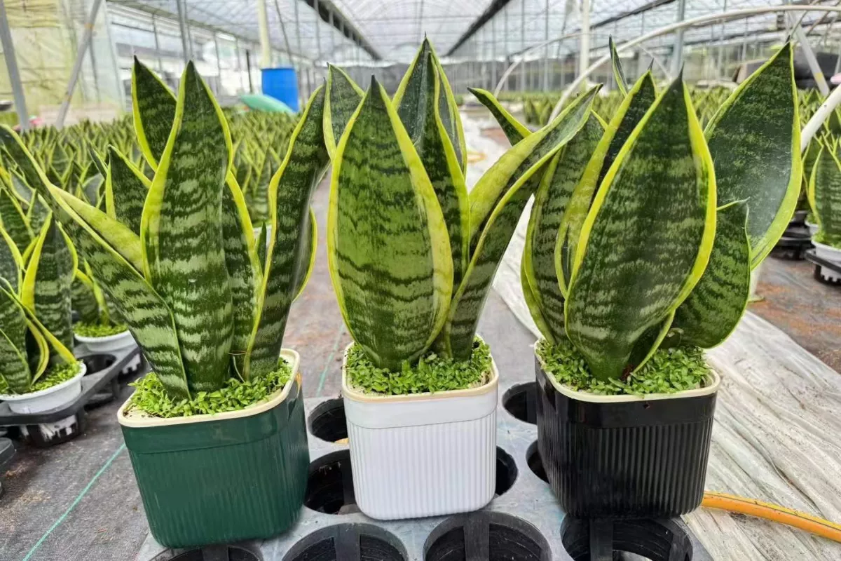 Panduan Lengkap Merawat Sansevieria Agar Tumbuh Subur