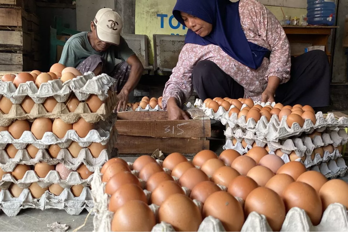 Harga Telur Anjlok di Magetan, Stok Melimpah dan Sulit Terjual