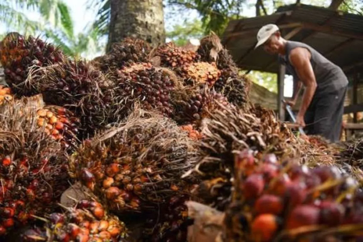 Strategi Eagle High (BWPT) Mitigasi El Nino dan Karhutla