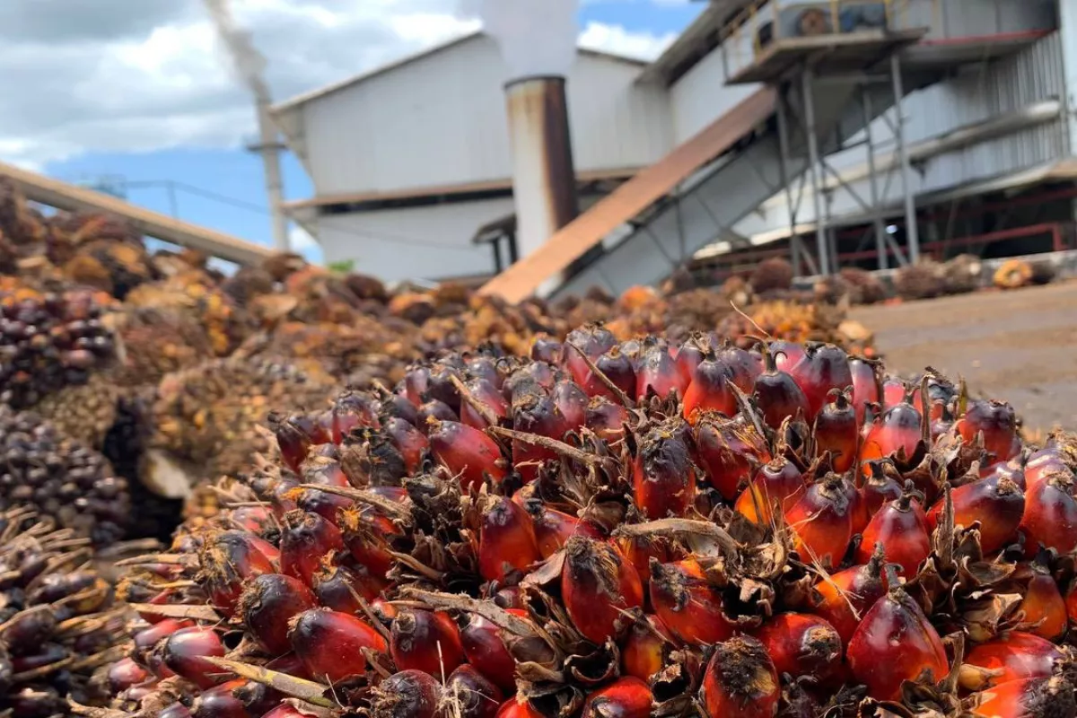  Harga TBS Sawit Aceh Singkil Naik Jadi Rp2.650 per Kilogram 