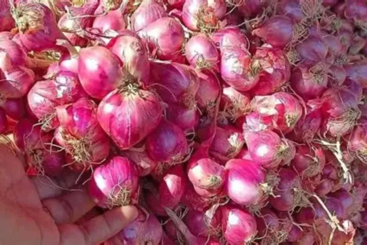 Harga Bawang Merah dan Cabai Turun, Simak Update Pangan 20 Juni 2026