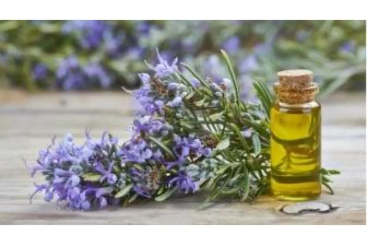 Manfaat Minyak Atsiri Rosemary untuk Atasi Kebotakan Dini