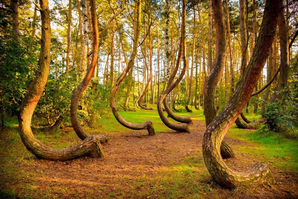 Proyek Hutan Raksasa Resmi Diluncurkan di Kota Besar Polandia 2026