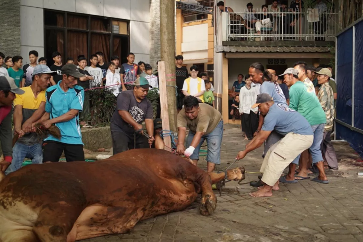 Kilas Berita: Sapi Kurban Presiden sampai Banjir Gorontalo Utara